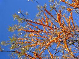 Sea buckthorn berries on blue sky background photo