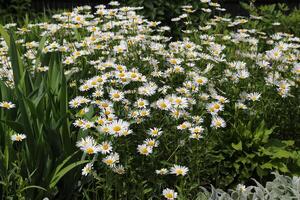 Beautiful daisies natural background photo