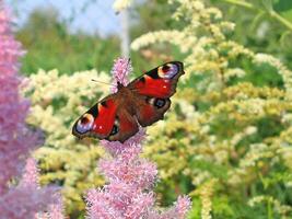 Beautiful butterfly on flowers in summer garden photo