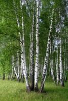 Beautiful birch trees in summer forest photo