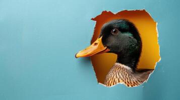 AI generated A humorous duck peers through a ripped hole in a contrast pastel color paper background, Ai Generated photo