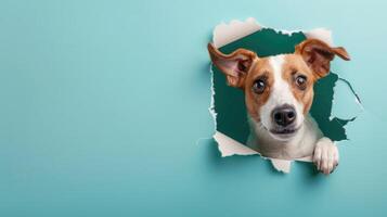 AI generated A humorous dog peers through a ripped hole in a contrast pastel color paper background, Ai Generated photo