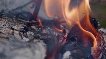 abstrait chêne bois feu dans flammes fumée et cendres video