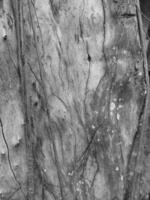 Abstract background of bark surface and texture with crack pattern and dark filter. photo