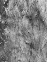 Abstract background of bark surface and texture with crack pattern and dark filter. photo