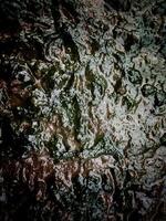 The cracked ground, Ground in drought, Soil texture and dry mud, Dry land. photo