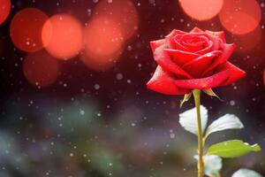 ai generado un rojo Rosa en lleno floración hermosa en bokeh antecedentes foto