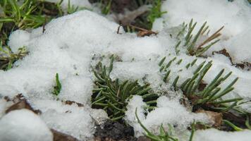 Macro time-lapse shot of shiny melting snow particles turning into liquid water and unveiling Christmas tree and green grass. Change of season from winter to spring in the forest. video