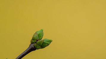 Time-lapse photography of tree branches with buds in full bloom. Growing branch on a yellow background. 4K UHD video