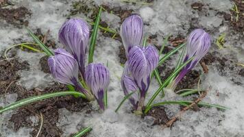 hora lapso derritiendo nieve y azafrán floración en primavera video