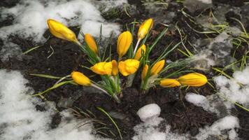 Time lapse melting snow and Yellow crocus bloom spring flower in spring video