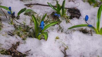 hora lapso derritiendo nieve y azul campanilla de febrero floración primavera flor en primavera. cerca arriba video