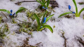 tid upphöra smältande snö och blå snödroppe blomma vår blomma i vår. stänga upp video