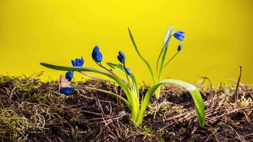 Time lapse Blue snowdrop bloom spring flower on a yellow background. Close up video