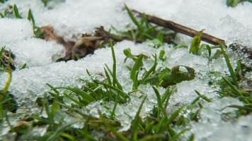 Makro Zeitraffer Schuss von glänzend schmelzen Schnee Partikel drehen in Flüssigkeit Wasser und Enthüllung Grün Gras und Blätter. Veränderung von Jahreszeit von Winter zu Frühling im das Wald. video