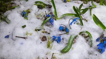 tid upphöra smältande snö och blå snödroppe blomma vår blomma i vår. stänga upp video