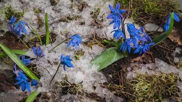 Tempo lapso Derretendo neve e azul floco de neve flor Primavera flor dentro Primavera. fechar acima video