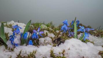 hora lapso derritiendo nieve y azul campanilla de febrero floración primavera flor en primavera. cerca arriba video