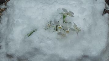 Macro time-lapse photography of melted snow turning into liquid water and revealing a white flower. Change of season from winter to spring in the forest. video