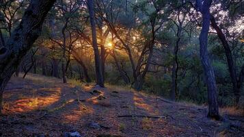 AI generated Sunset in forest photo