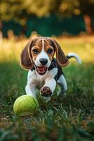 ai generado alegre beagle perrito es teniendo divertido jugando con un pelota en el prado foto
