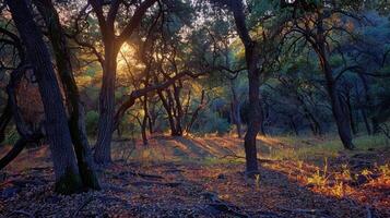 ai generado puesta de sol en el bosque foto