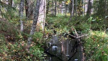 small winding forest stream, autumn landscape, dense forest, leaves begin to fall, zoom out video