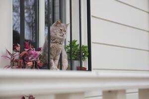 cat sits and looks out the window. pet is waiting for the owner photo