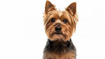 ai generado retrato de un Yorkshire terrier aislado en un blanco antecedentes. Doméstico perro. foto