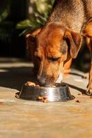 Portrait of a young female dog eating canine kibble. photo