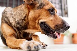 retrato de canino mirando lejos. foto