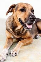 Vertical portrait of a female canine sitting on the floor. photo