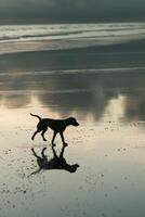 ai generado un contento perro es jugando y corriendo al aire libre en el playa y disfrutando naturaleza foto