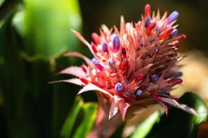 flowers in the park of Puerto de la Cruz. North Tenerife, Canary Islands, Spain photo