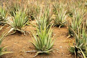 Aloe Vera plantation-many green plants on the island of Tenerife, Canary Islands, Spain. photo