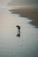 ai generado un contento perro es jugando y corriendo al aire libre en el playa y disfrutando naturaleza foto