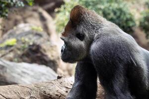 western lowland gorilla in nature.Big Gorilla photo