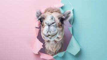 AI generated A humorous camel peers through a ripped hole in a contrast pastel color paper background, Ai Generated photo