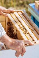 Bee hive in care of bees with honeycombs and honey bees. Beekeeper opened hive to set up an empty frame with wax for honey harvesting. photo