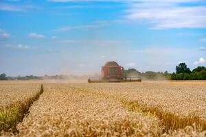 al aire libre campo trigo campo. agricultura paisajes de dorado trigo cosecha. foto
