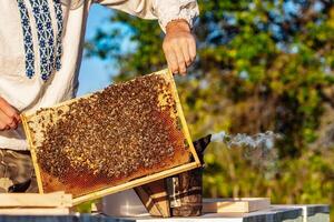 Closeup of a frame with a wax honeycomb of honey with bees on them. Apiary workflow. photo