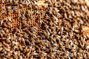 Honeycomb full of bees. Frame from an apiary. The concept of beekeeping. Collecting honey photo
