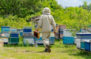 Beekeeping natural summer wooden honeycombs. Outdoor harvesting beeswax. photo