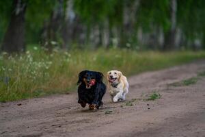 linda perros de pequeño raza en naturaleza antecedentes. cachorros saltando, corriendo y teniendo divertido con un volador zumbido. animales y perros concepto foto