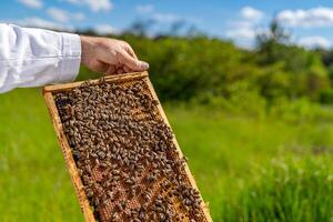 Wooden frame of beehive. Honeycomb beeswax with beekeeper. photo