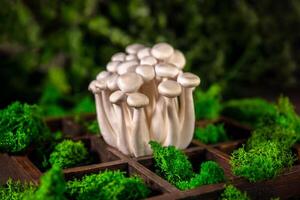 Closeup of a bunch of shimeji mushrooms on wooden background, with selective focus photo