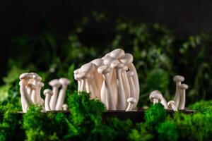 Closeup of a bunch of shimeji mushrooms on wooden background, with selective focus photo