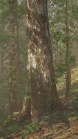 un denso y majestuoso abedul bosque, con alto arboles extensión hacia el cielo video