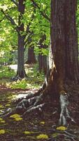 une majestueux arbre avec complexe racine système dans une luxuriant forêt video