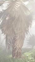 A palm tree in the middle of a foggy forest video